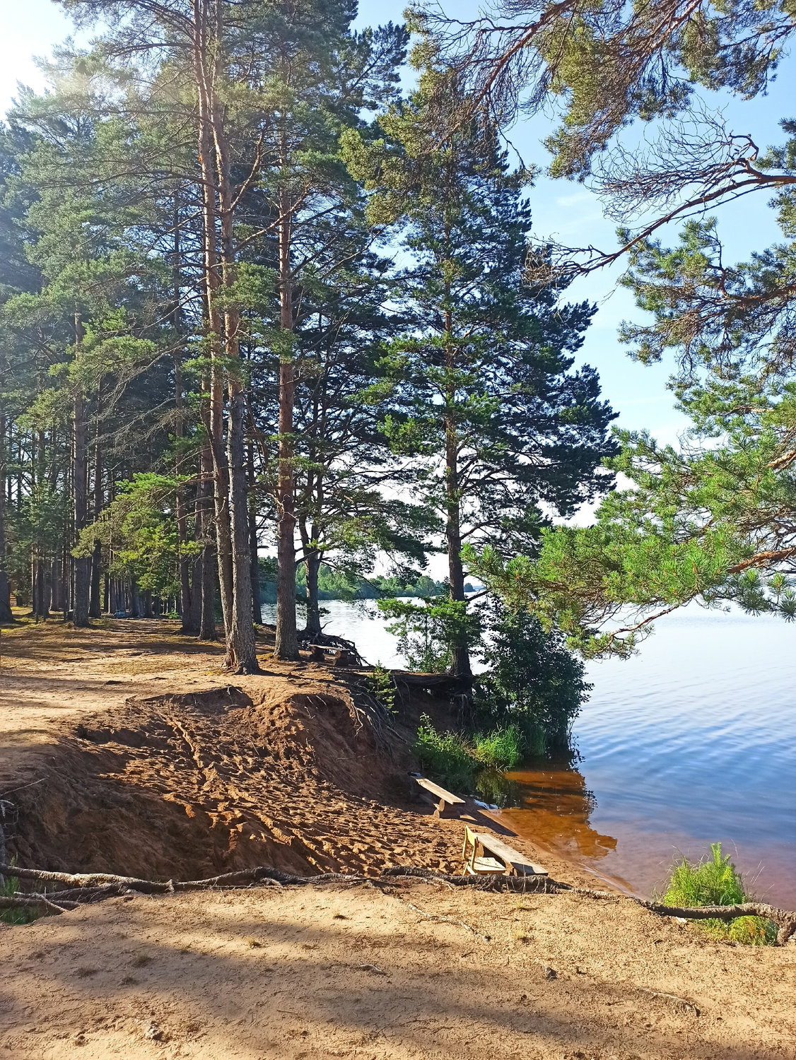 Сосновый берег в летних объятиях Селигера