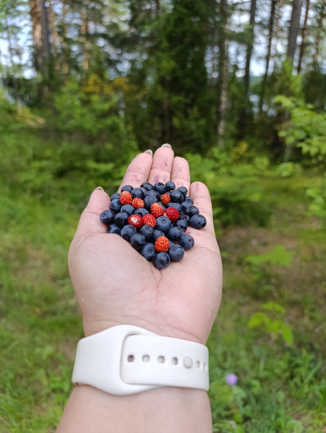 Лесные сокровища Селигера в ладонях