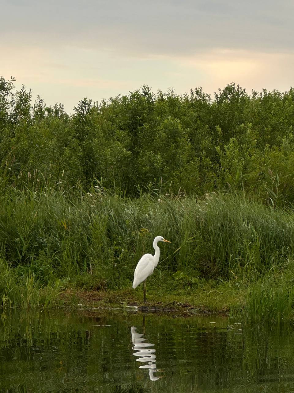 Белая цапля в зеркальных водах Селигера