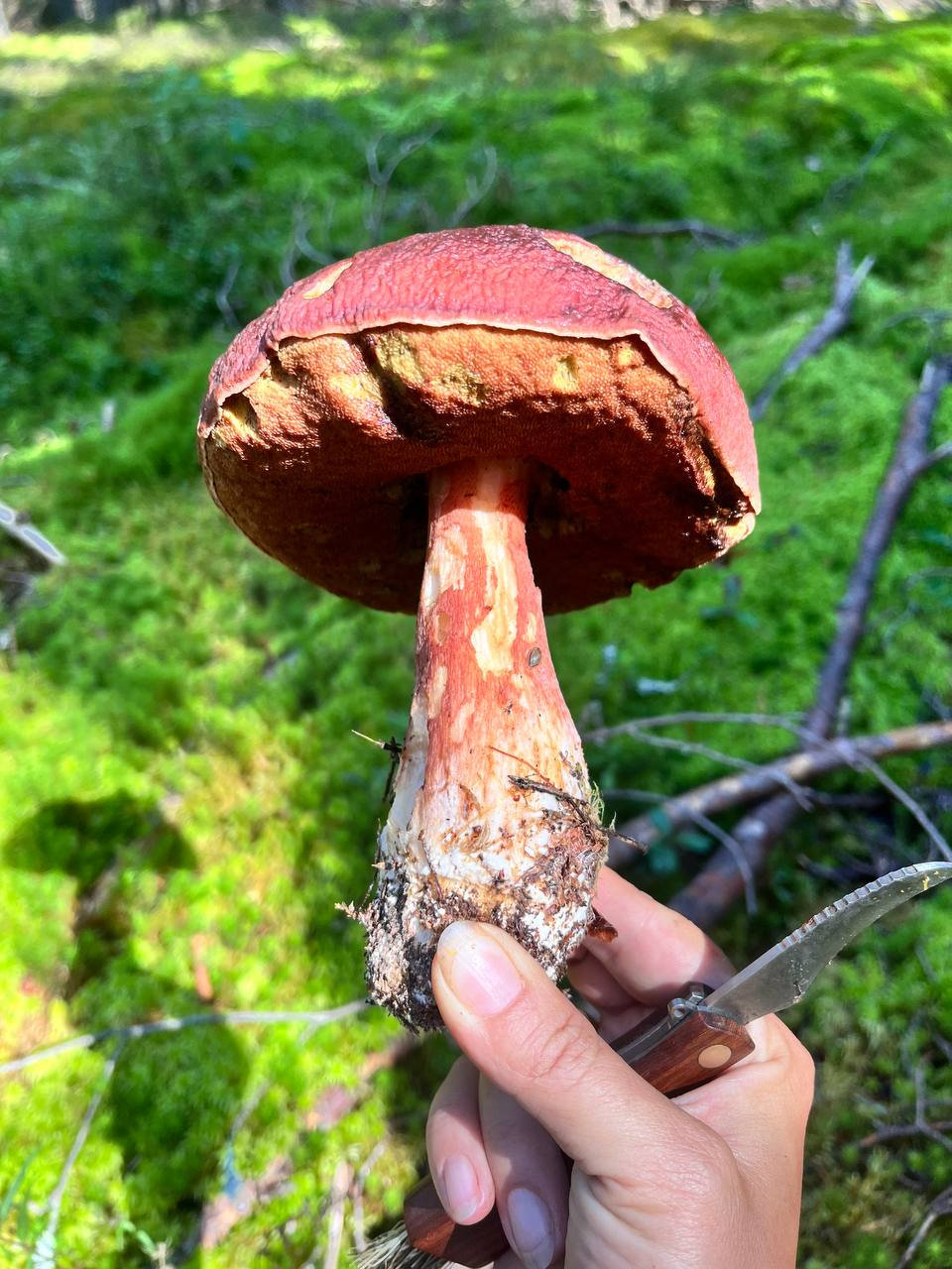 Лесной гигант в ладони