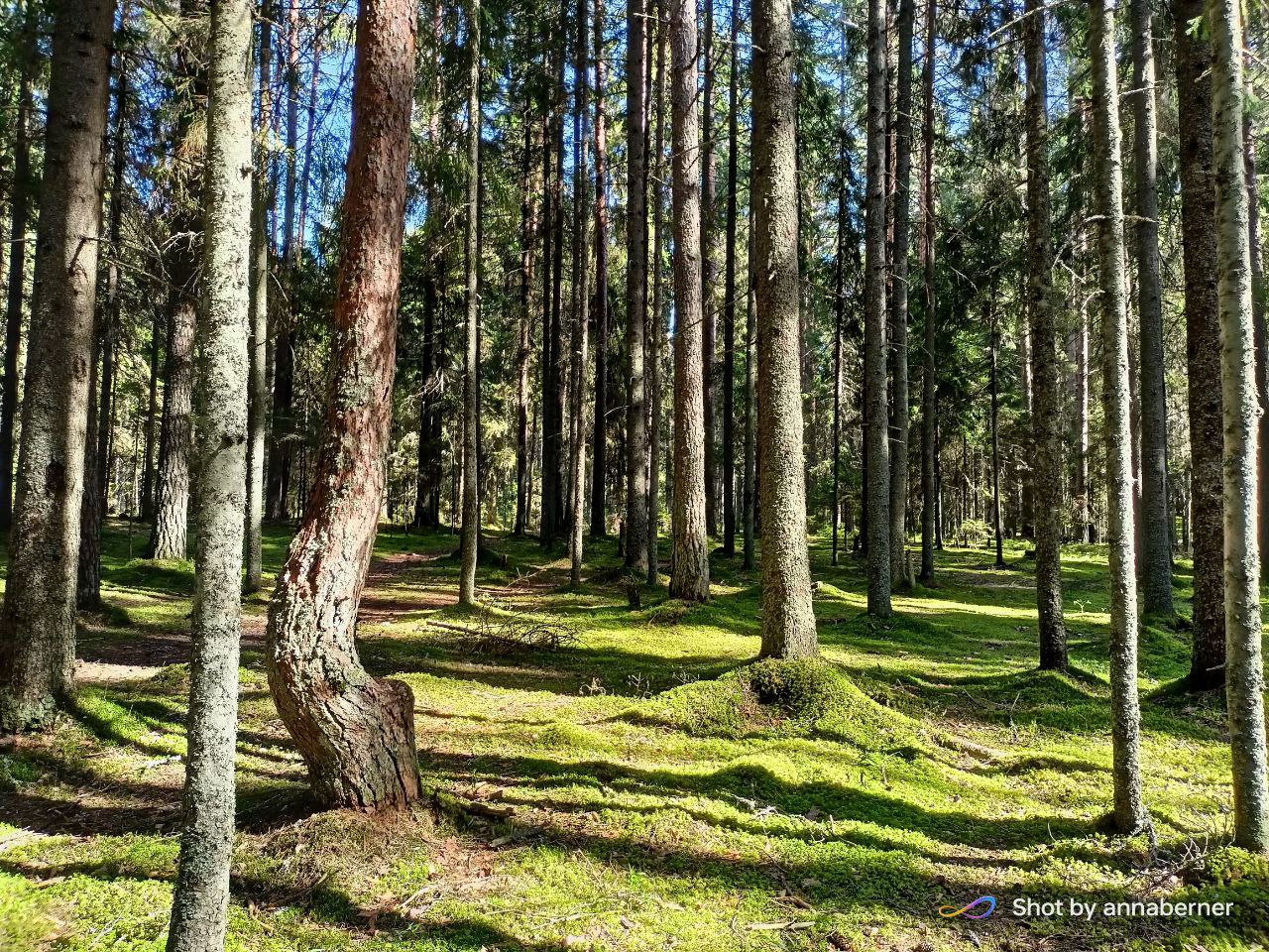 Лесной полдень в лучах солнца