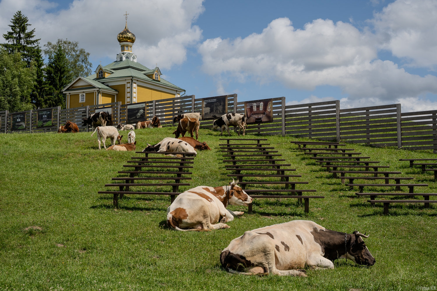 Коровы выбрали лучшие места в храме