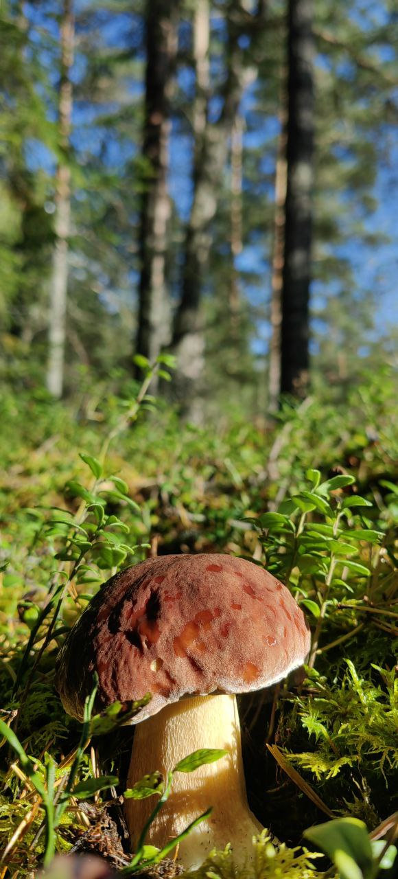 Грибной шёпот под солнечными лучами