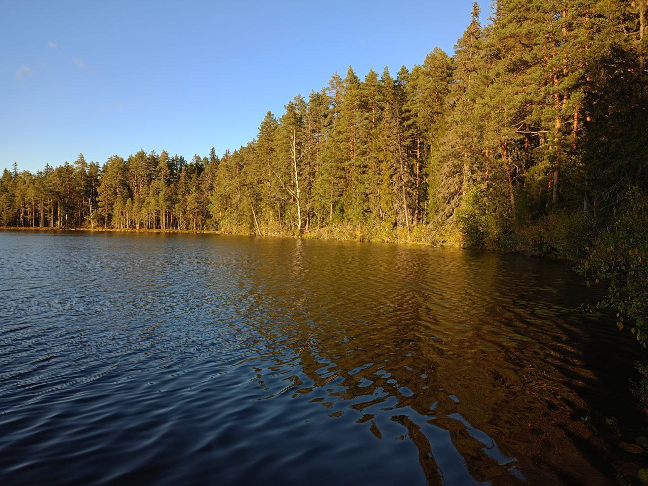 Золотые лучи ласкают древний лес