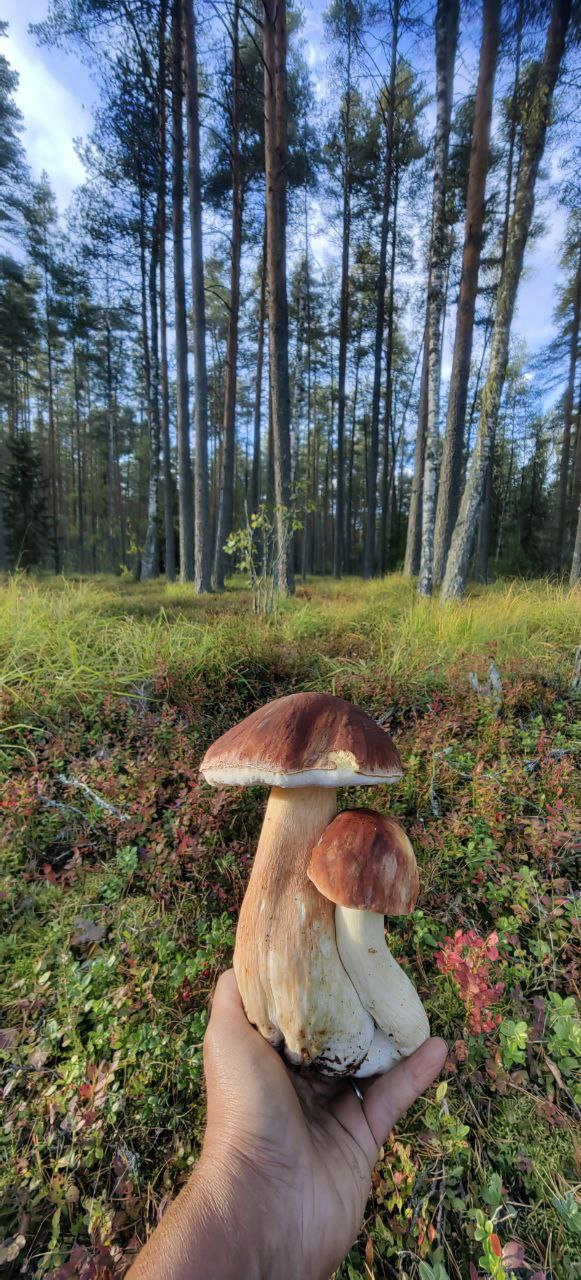 Лесные грибы в руке человека