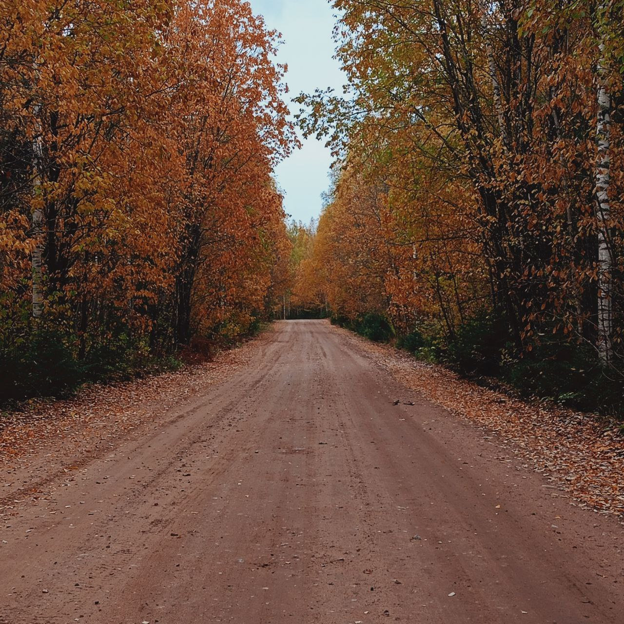 Золотая аллея осени