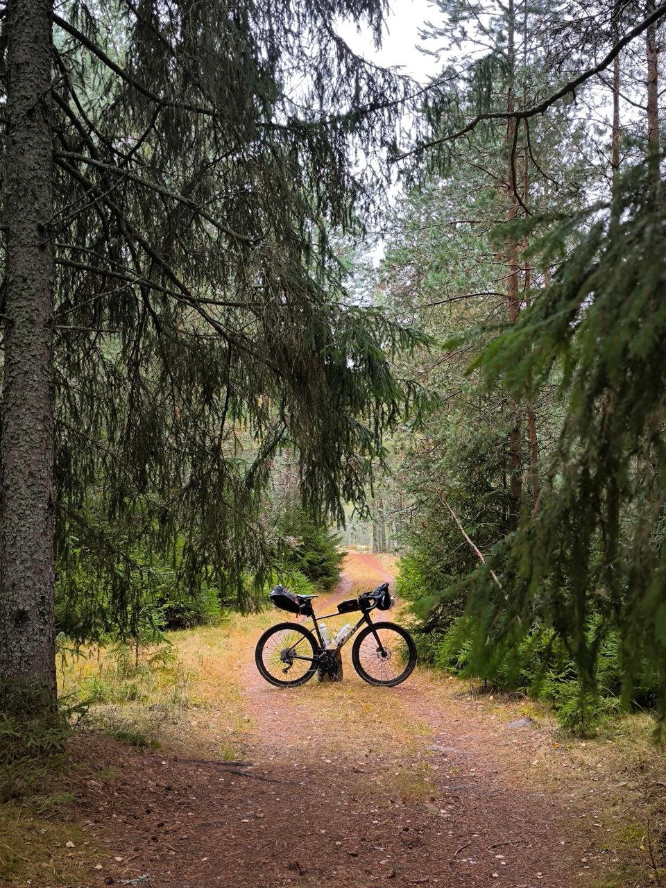 Велосипед замер в тишине соснового коридора