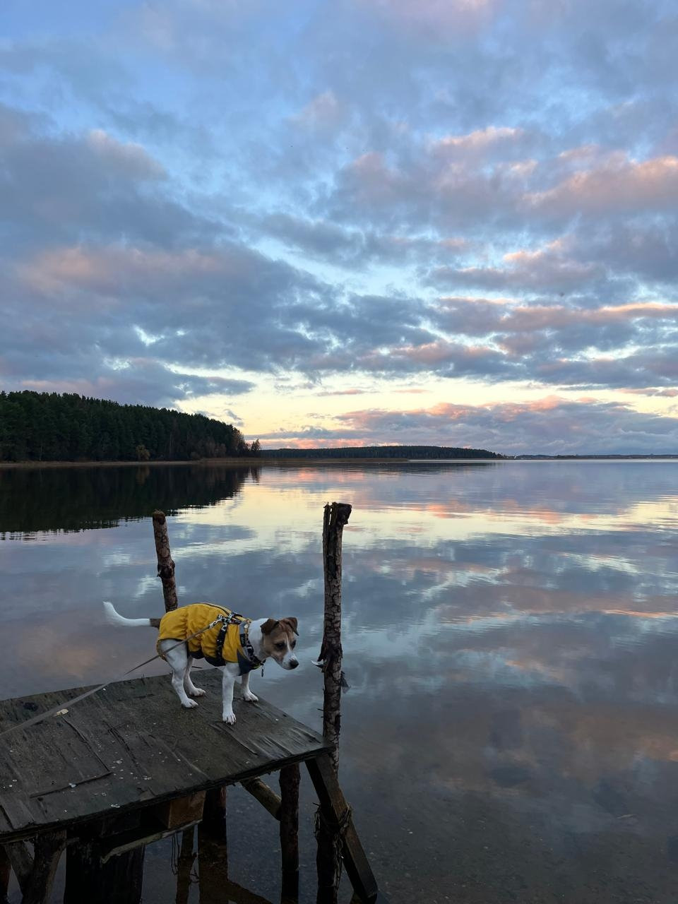 Пёс в жёлтом жилете ждёт рассвет