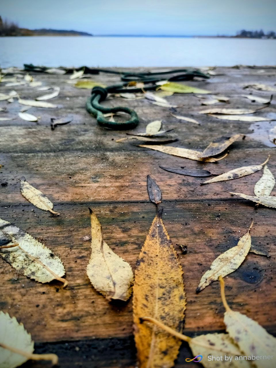 Осенние листья на старом причале