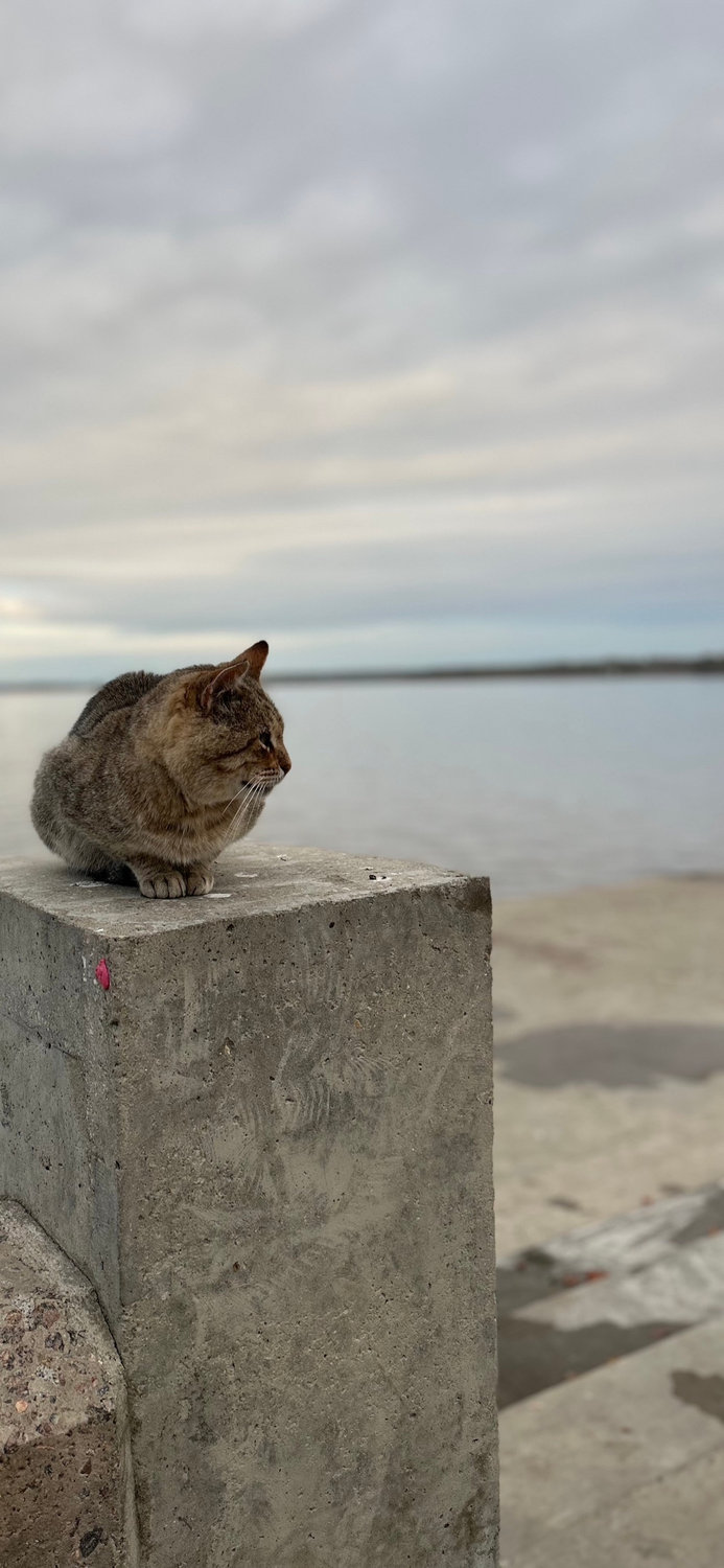 Хвостатый философ на бетонном причале