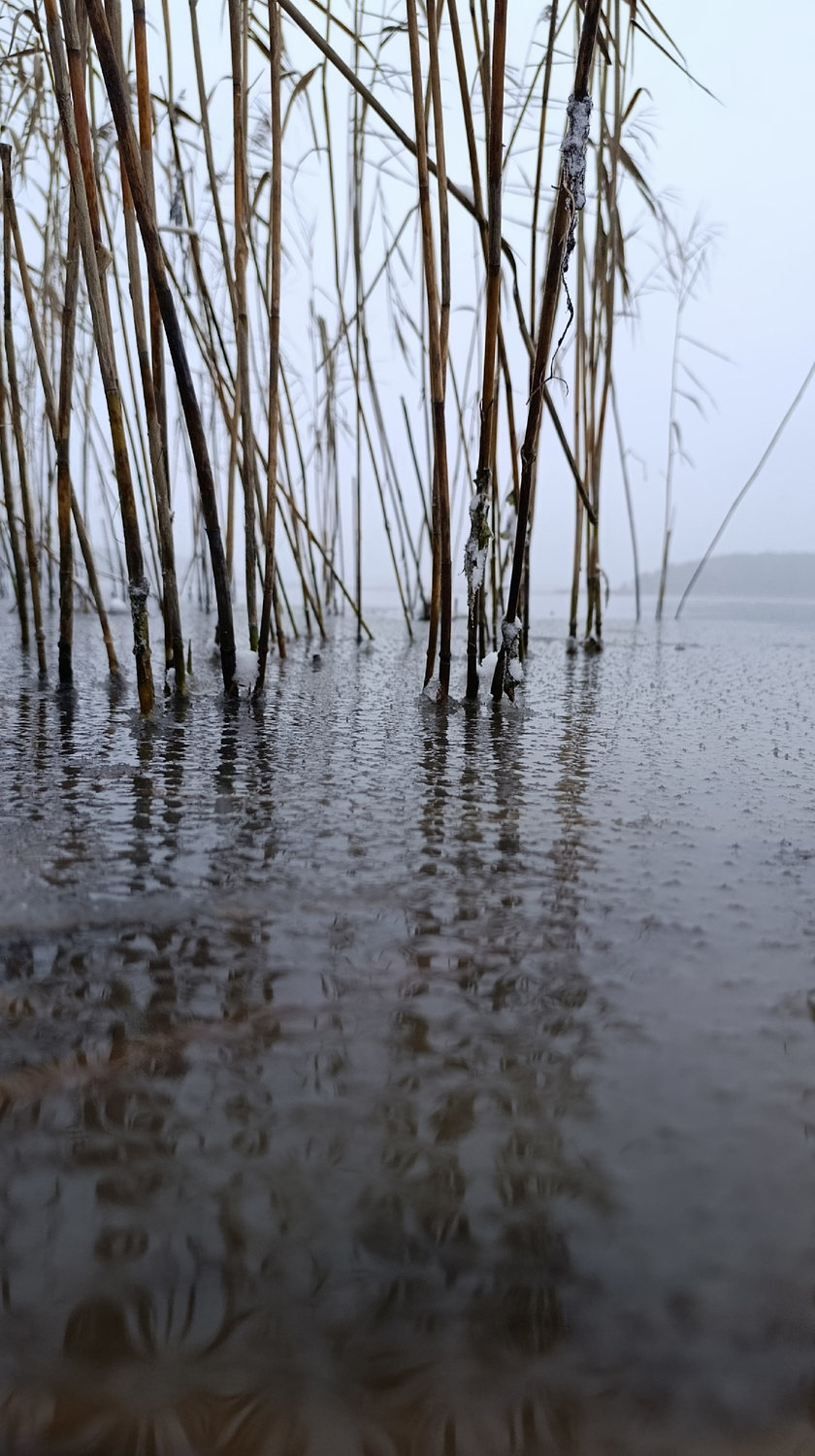 Камыш стоит по колено в тумане