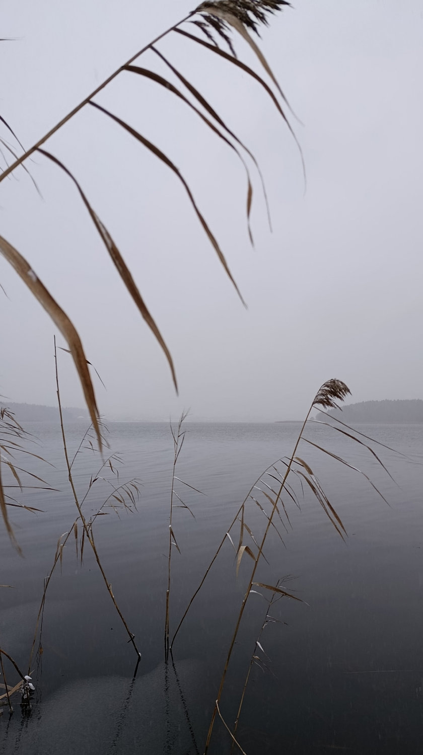 Камыш склонился над тишиной воды