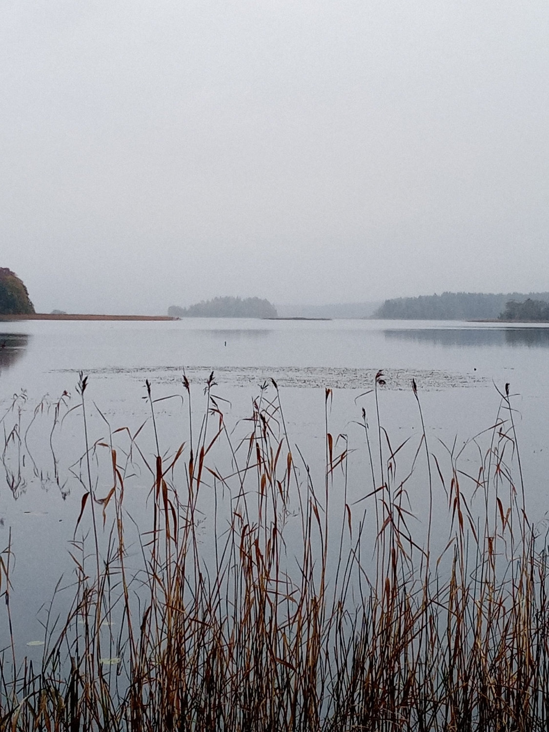 Камыши дышат туманом