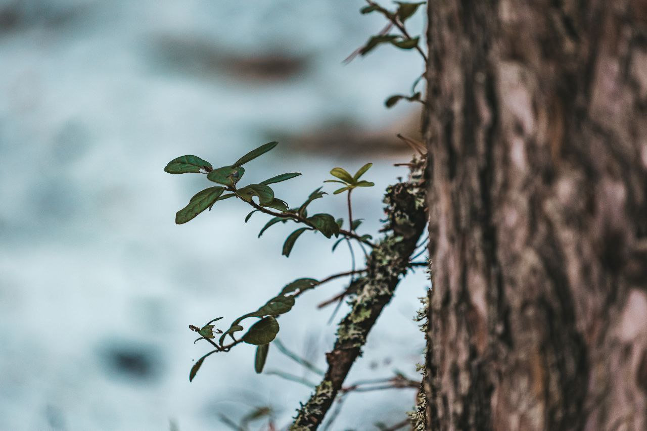 Зелёный шёпот у коры