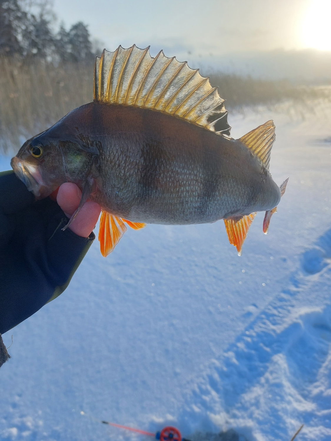 Зимний окунь в лучах солнца