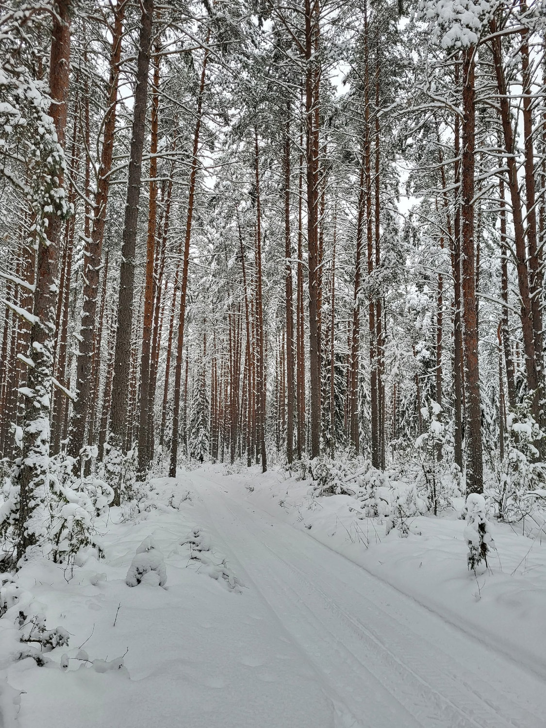 Тропа в белом молчании