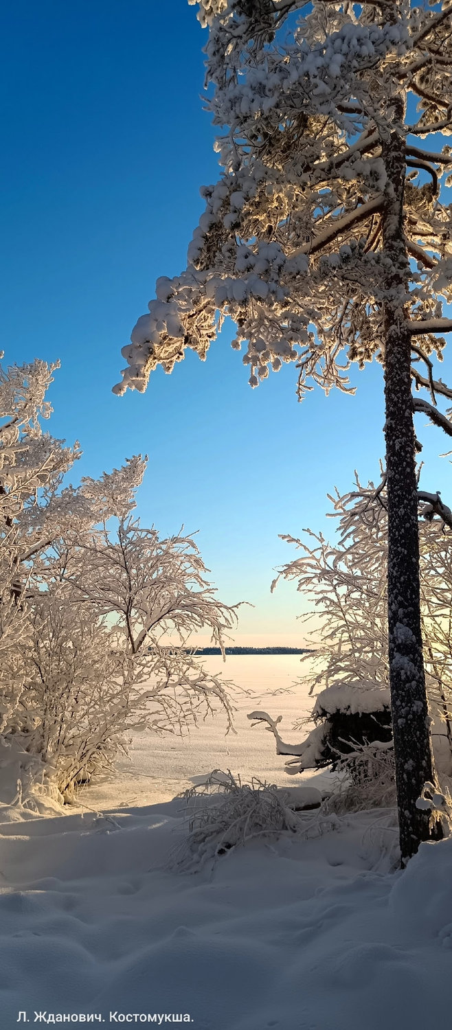 Солнце ласкает иней на ветвях
