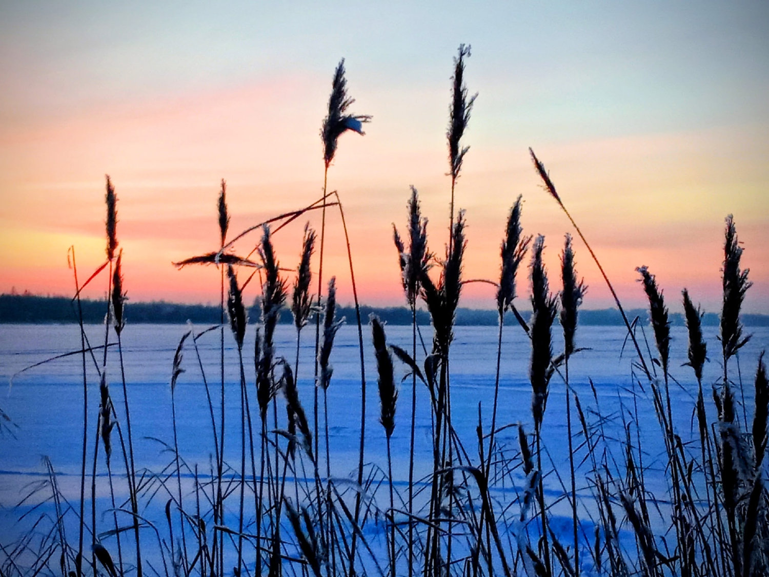 Трава шепчет ледяной сказке
