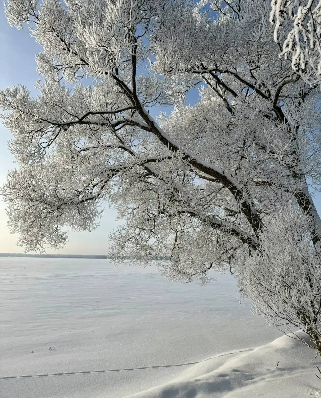 Дерево в инее — как будто замерзшее облако