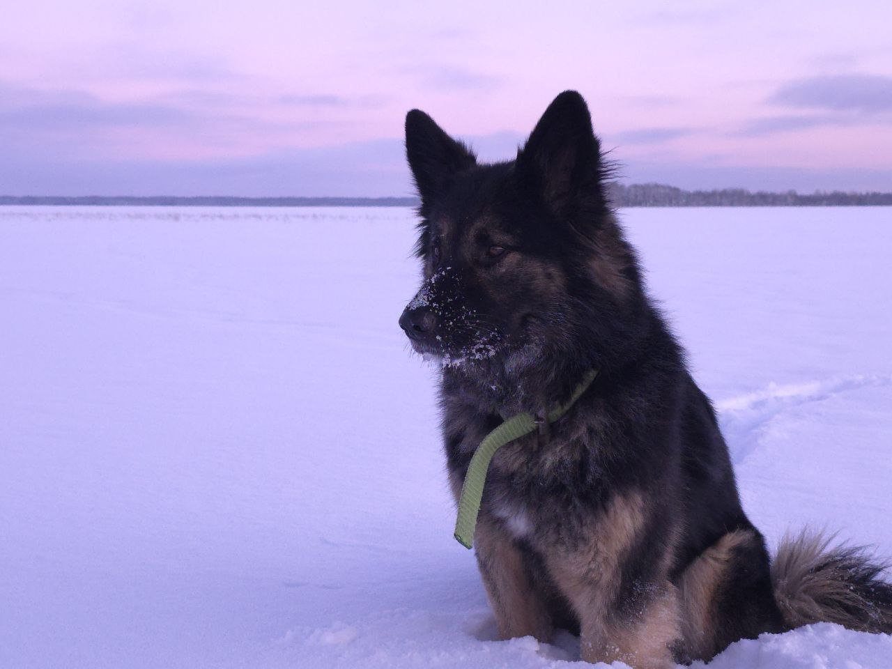 Собака в снегу, как будто из сказки