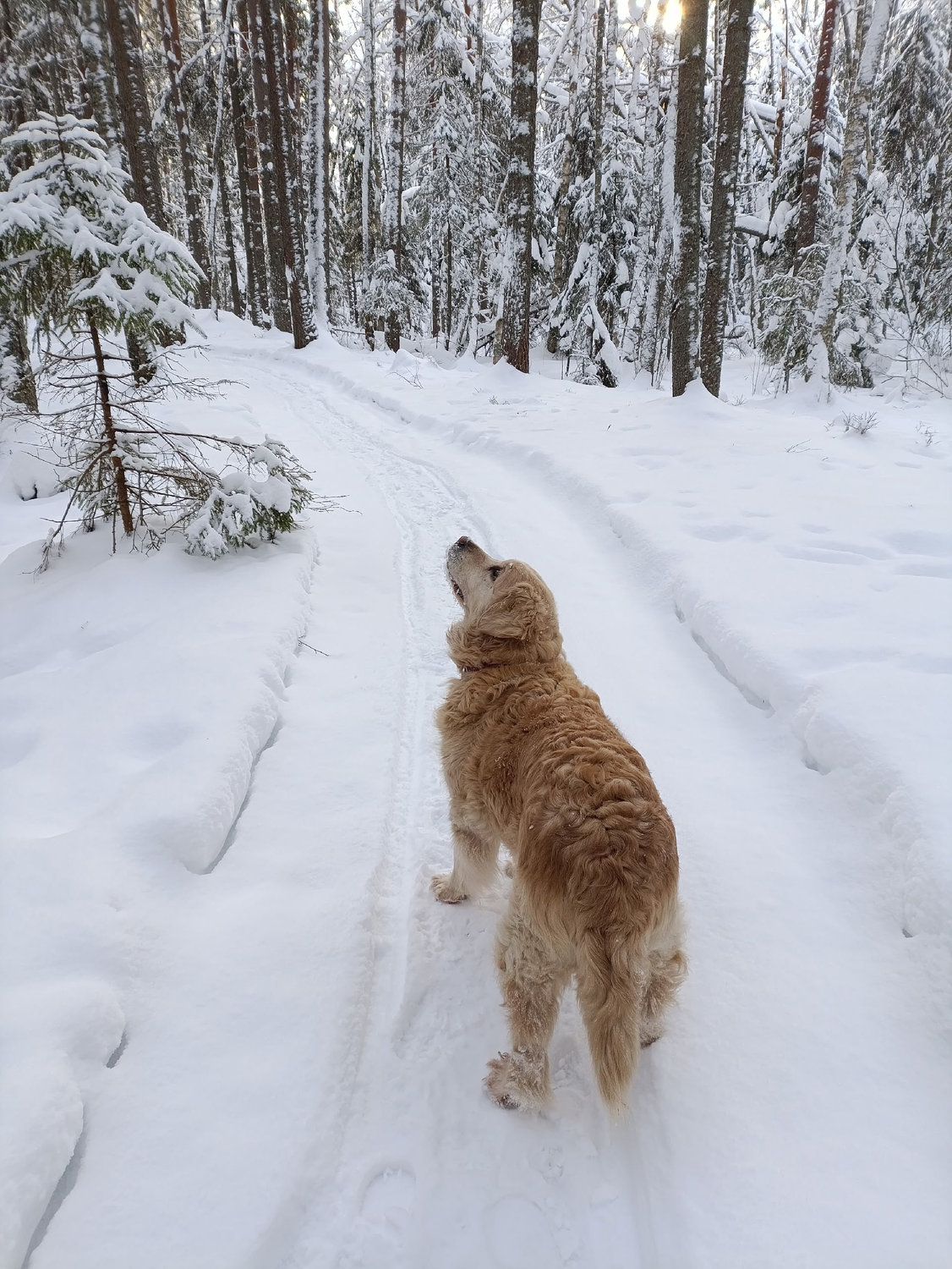 Золотой ретривер ведёт в зимнюю сказку