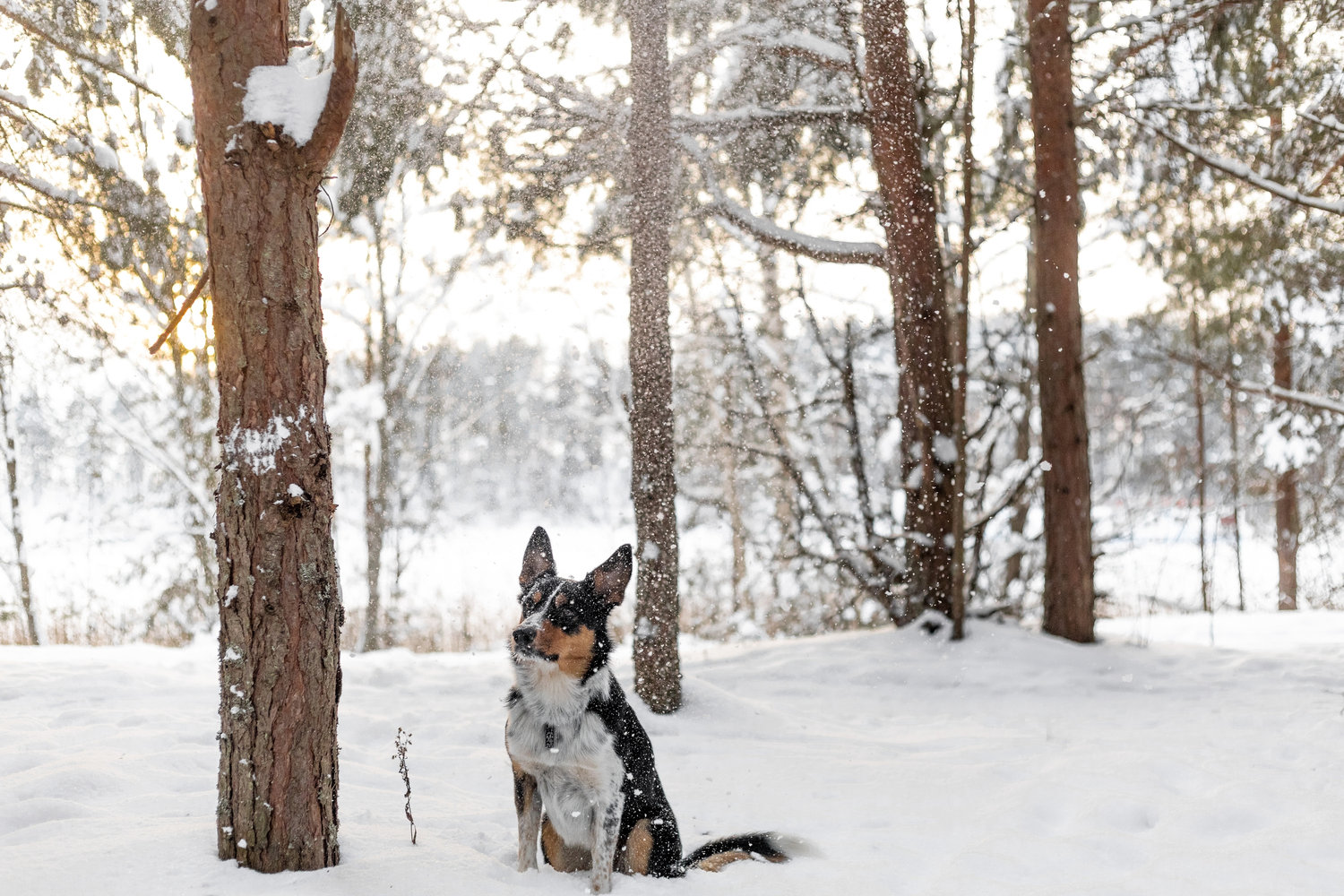 Собака в снежном свете