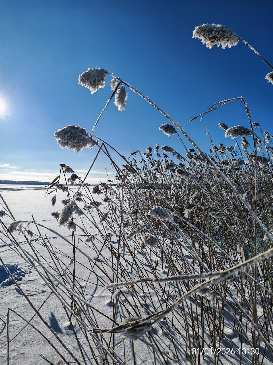Иней на тростнике — зимняя симфония