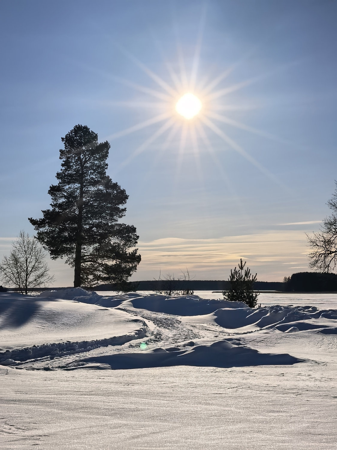 Сосна, солнце и тишина зимнего берега