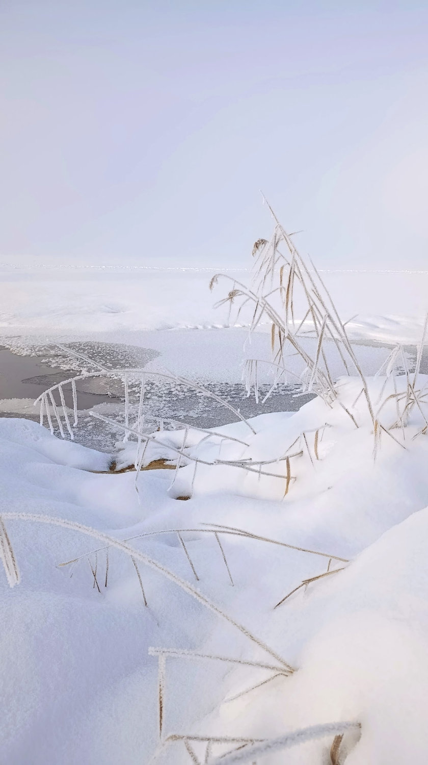 Хрустальная тишина зимнего берега