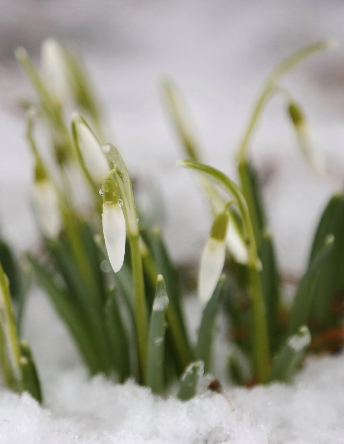 Подснежники сквозь снег — первое дыхание весны