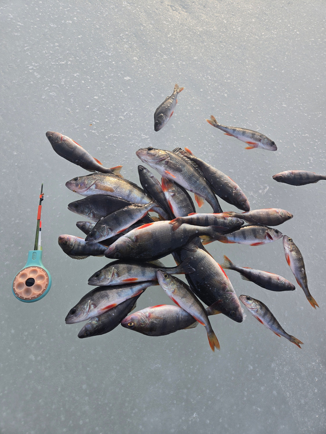 Улов на льду — как мозаика зимнего Селигера