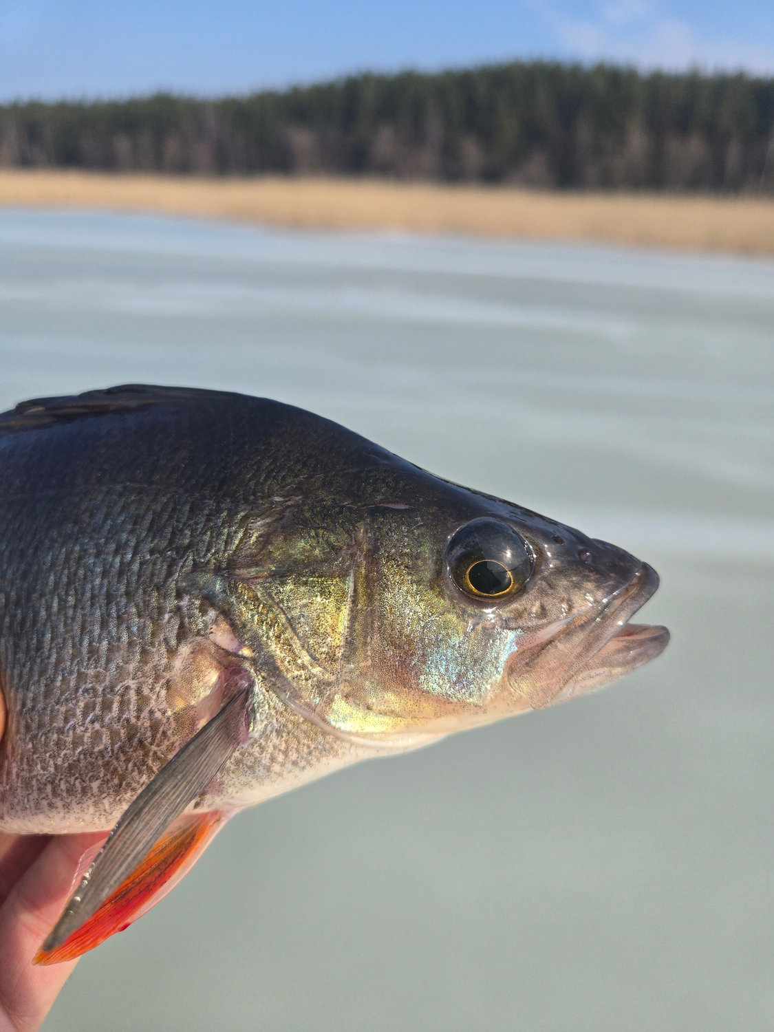 Зимний улов: окунь на фоне льда