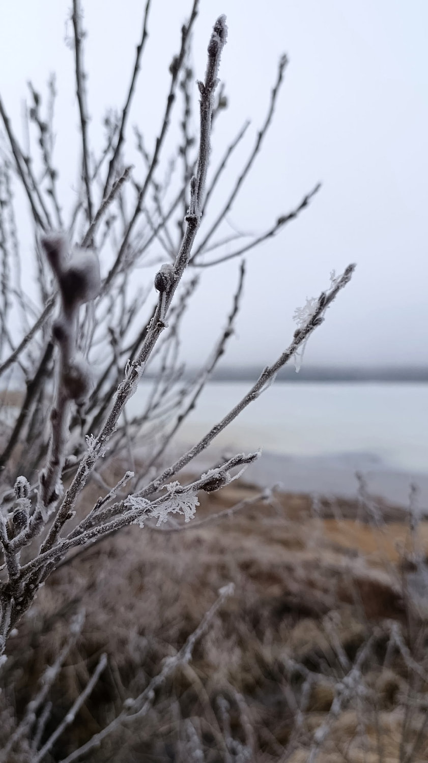 Иней на ветвях — зима шепчет стихи