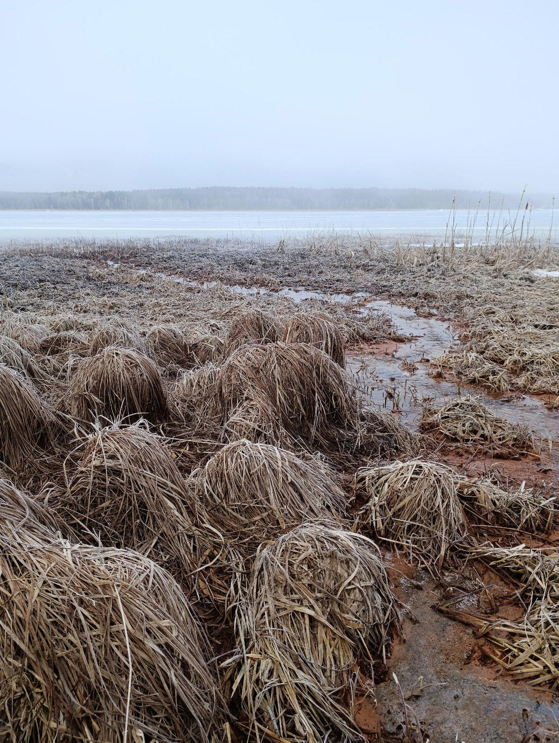 Замерзший берег шепчет зимнюю сказку