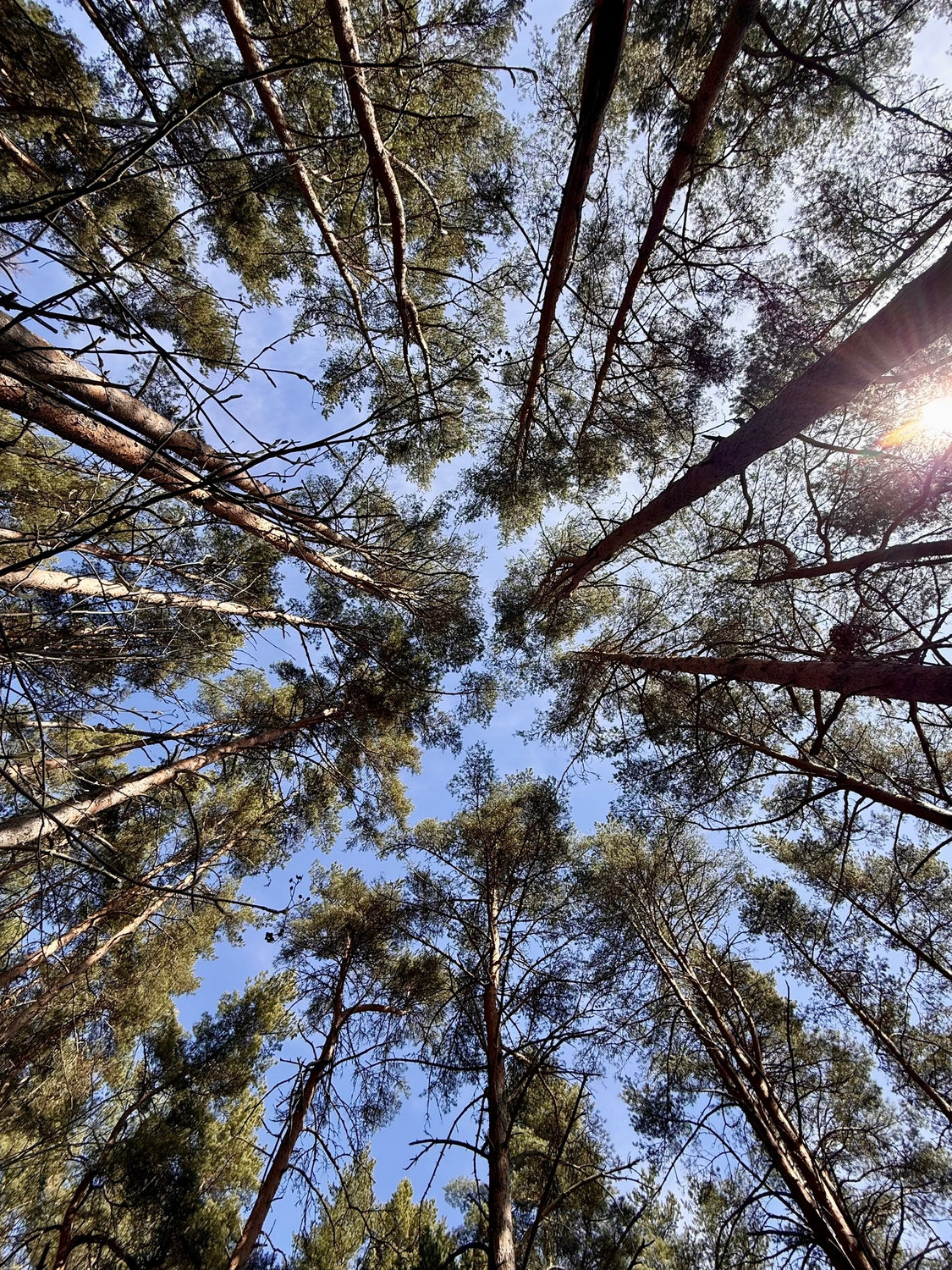 Сосны тянутся туда, где кончается шум