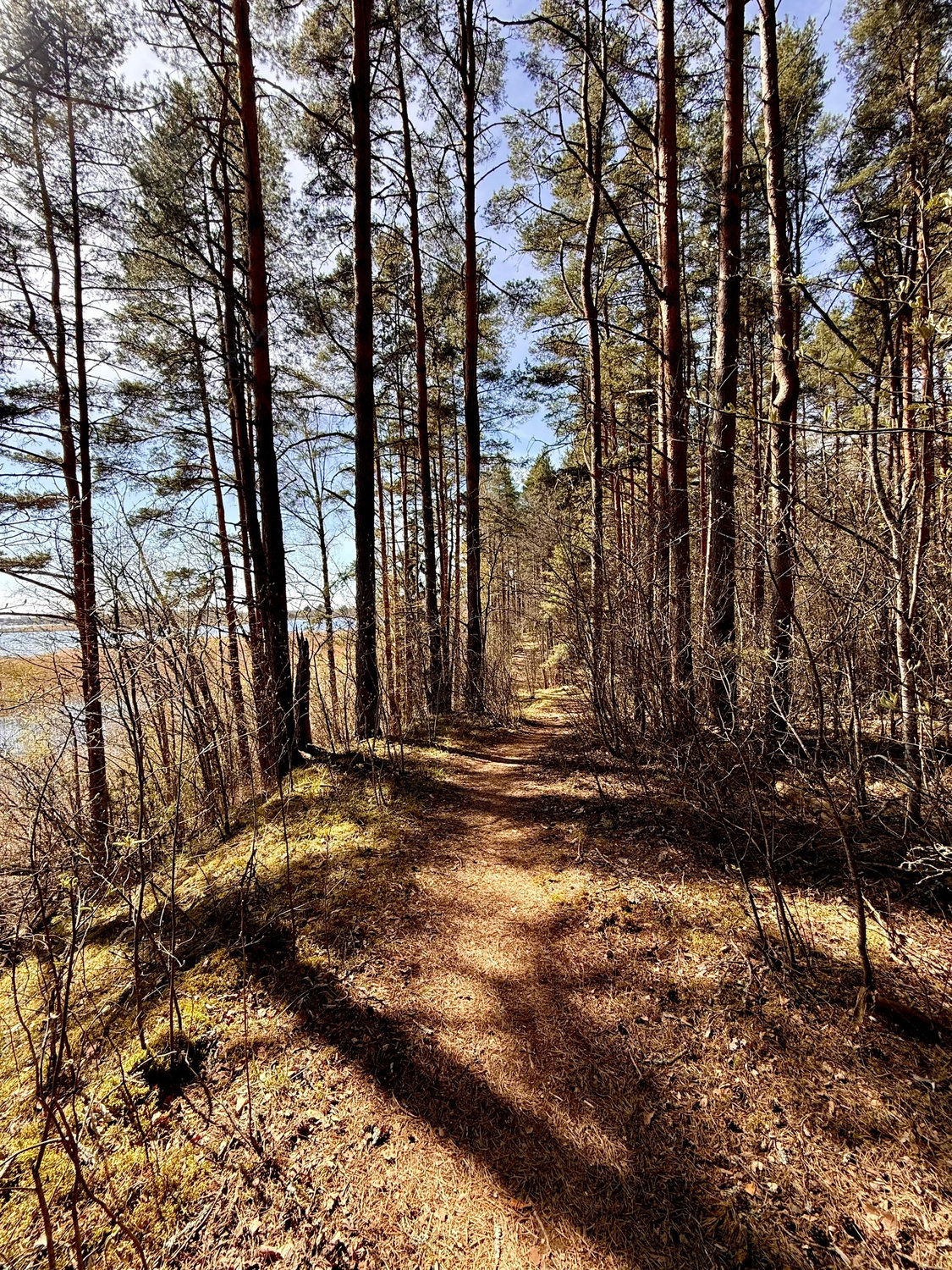 Тропа вдоль воды, где сосны держат небо