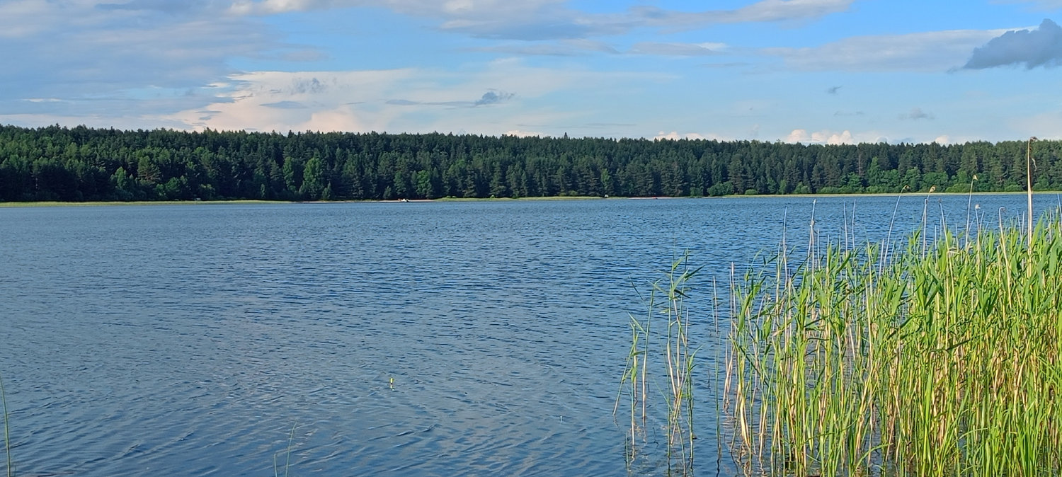 Тростник держит берег, лес держит горизонт