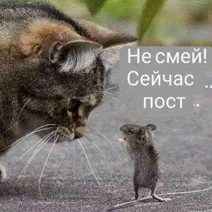 Пикейные жилеты