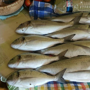 Пикейные жилеты