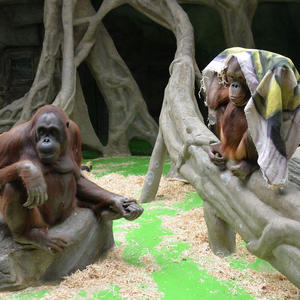 Пикейные жилеты