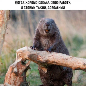 Братья меньшие