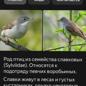 Братья меньшие