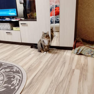 Братья меньшие