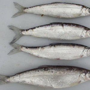 Вкуснотень