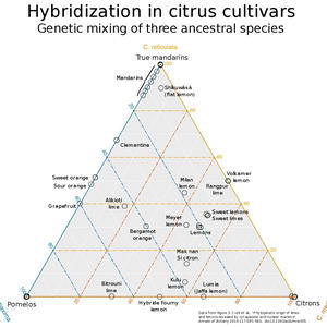 Вкуснотень