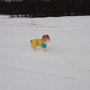 Братья меньшие