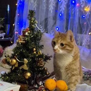Братья меньшие
