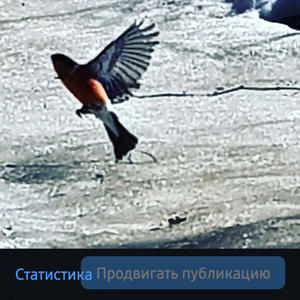 Братья меньшие