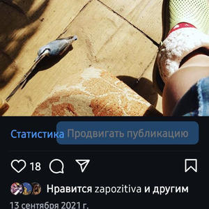 Братья меньшие