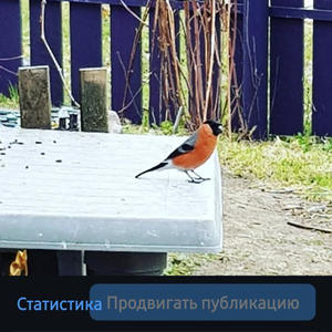 Братья меньшие
